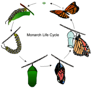 Lifecycle image via Wikimedia Commons