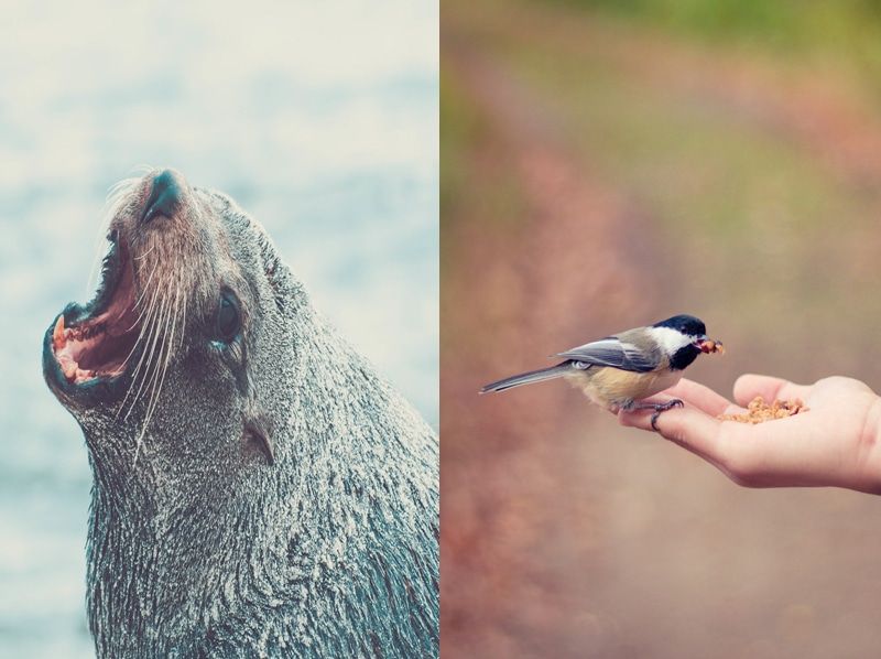 Big Bite Small Nibble - images licensed from Unsplash: Alec Weir, Bonnie Kittle