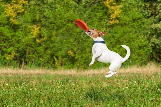 Dog and frisbee