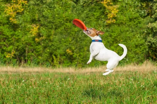Dog and frisbee