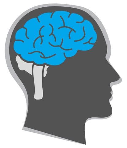 Brain - image licensed from Photodune