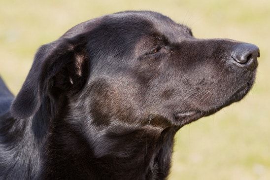 Sniffing dog- image licensed from Photodune