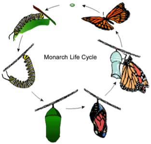 Lifecycle image via Wikimedia Commons